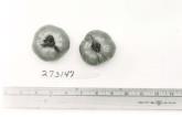 Click for 1 image(s) for this accession. FRUIT